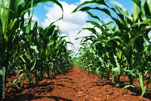 Young green corn crop seedling plants in cultivated perfectly clean agricultural plantation field with no weed, low angle view selective focus