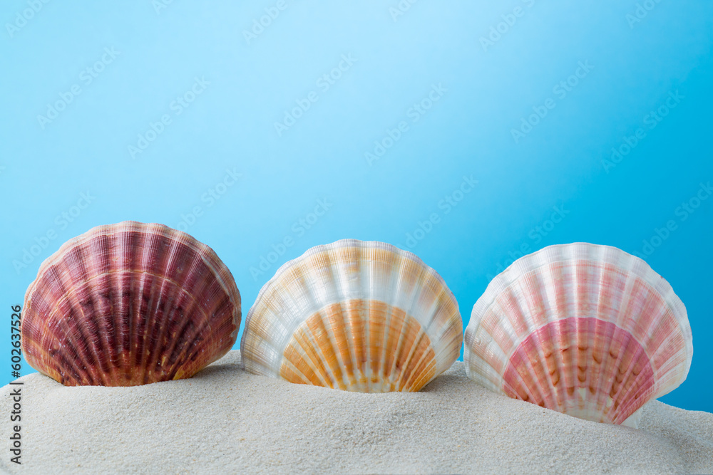 three shells on the sand with blue background