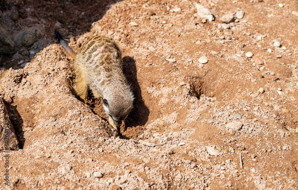 Obraz premium Meerkat digs hole in the ground