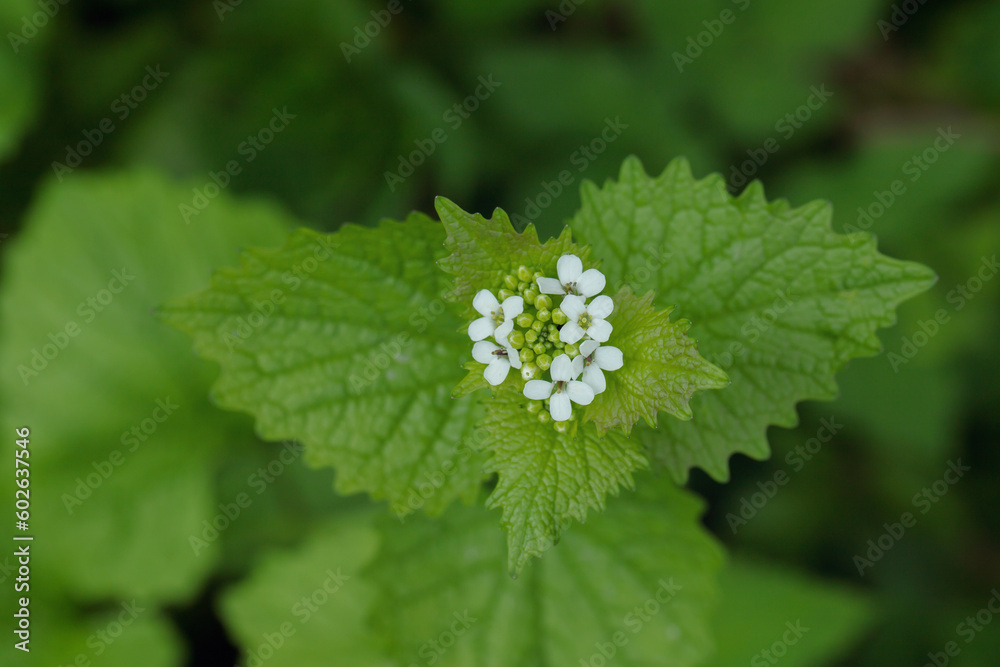 White blossoms and leaves of garlic mustard (Alliaria petiolata). White blossoms and leaves of garlic mustard (Alliaria petiolata).