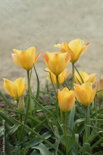 Yellow flax-leaved tulips (Tulipa linifolia). photo