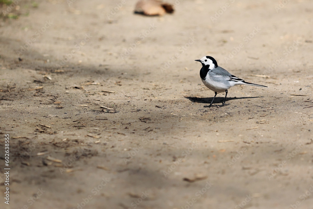 White Wagtail On The Ground In Closeup White Wagtail On The Ground In Closeup
