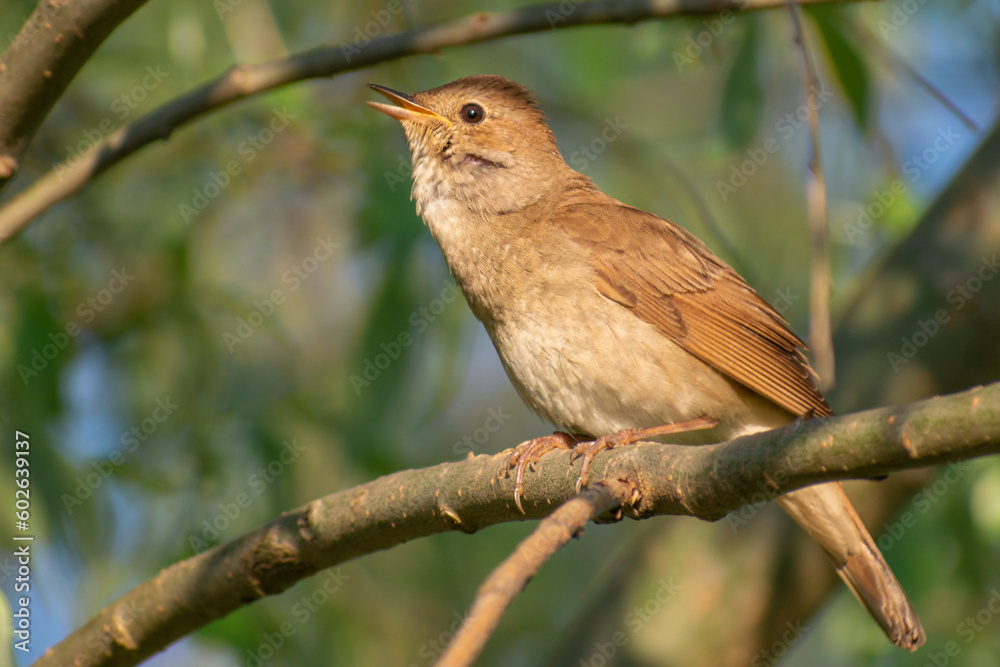 Obraz premium robin on a branch