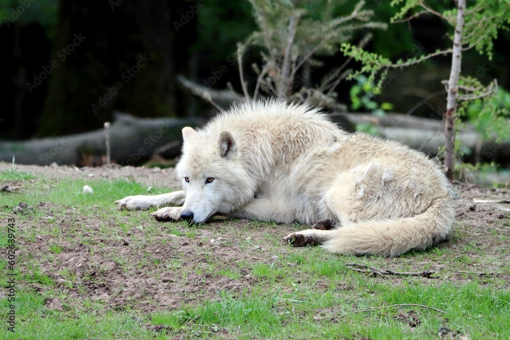 Fototapeta premium loup