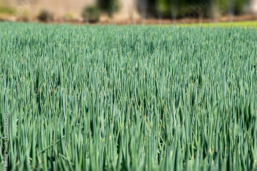 取り入れまぢかのネギ畑