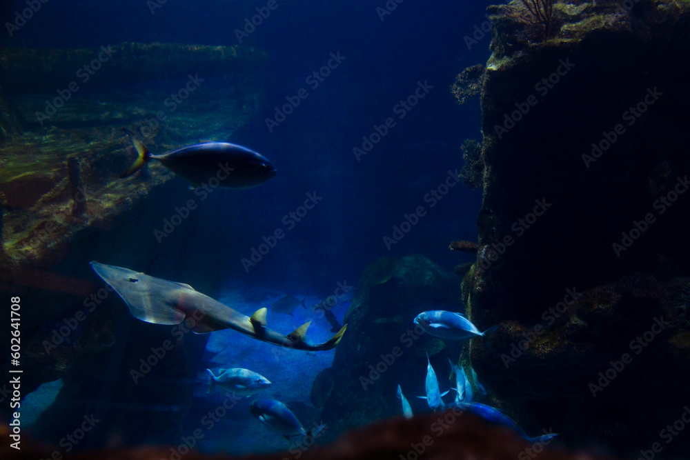 Fototapeta premium Group of various fishes in the Lisbon Oceanarium