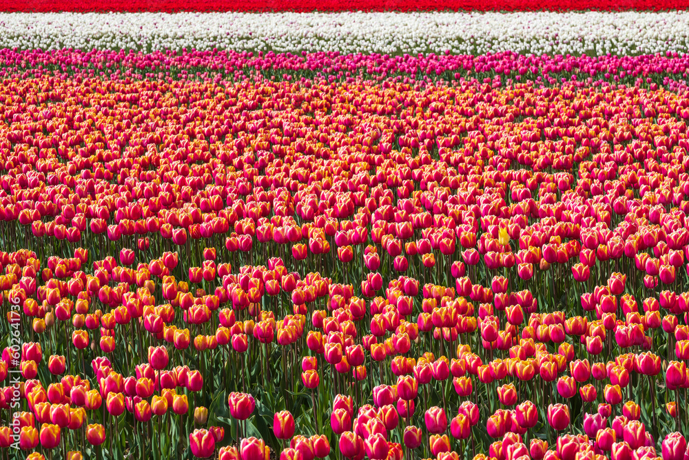 View of a field full of blooming tulips near Egmond aan Zee - Netherlands