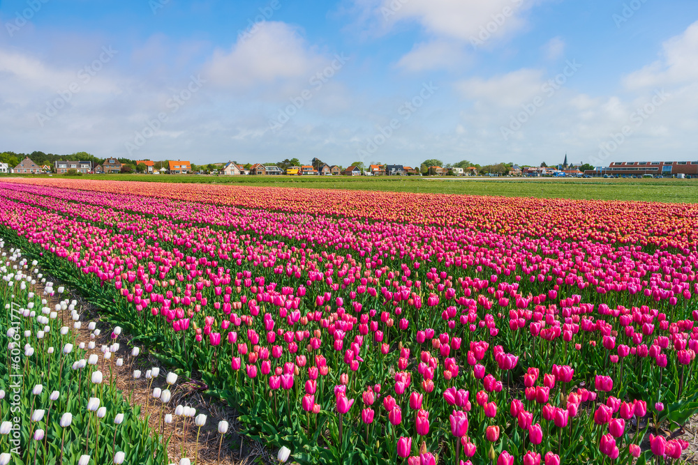 View of a field full of blooming tulips near Egmond aan Zee - Netherlands