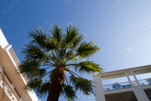 Palm trees and palm leaves against the sky