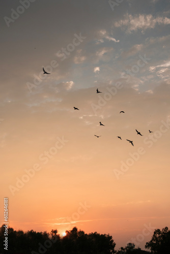Birds in the sunset