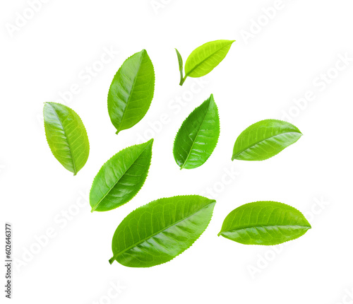  tea leaf isolated on transparent png © sommai