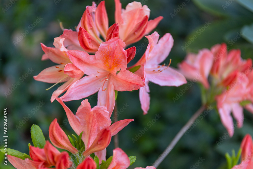 Rhododendron bush with pink flowers grows in the garden. Heather family Rhododendron bush with pink flowers grows in the garden. Heather family