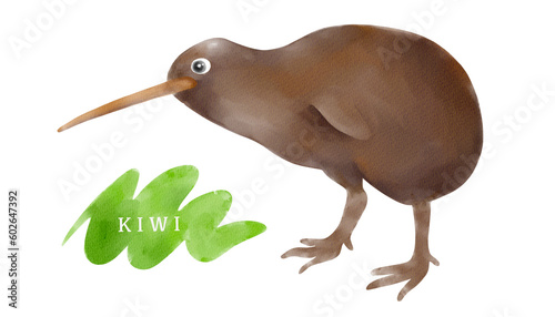 watercolor kiwi bird on white background