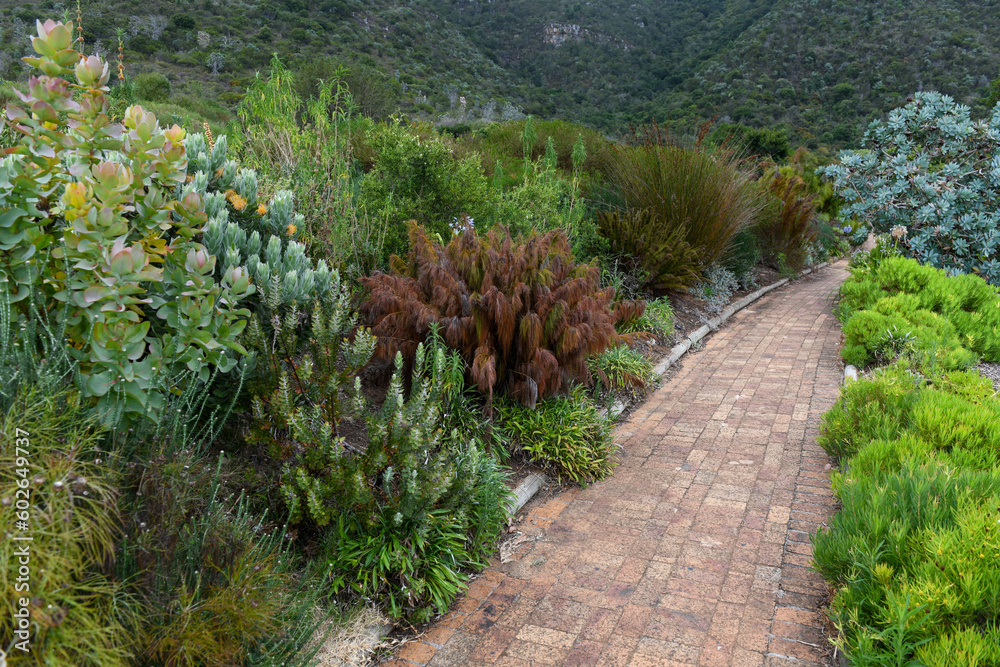 View of the Kirstenbosch botanical garden at Cape Town in South Africa View of the Kirstenbosch botanical garden at Cape Town in South Africa