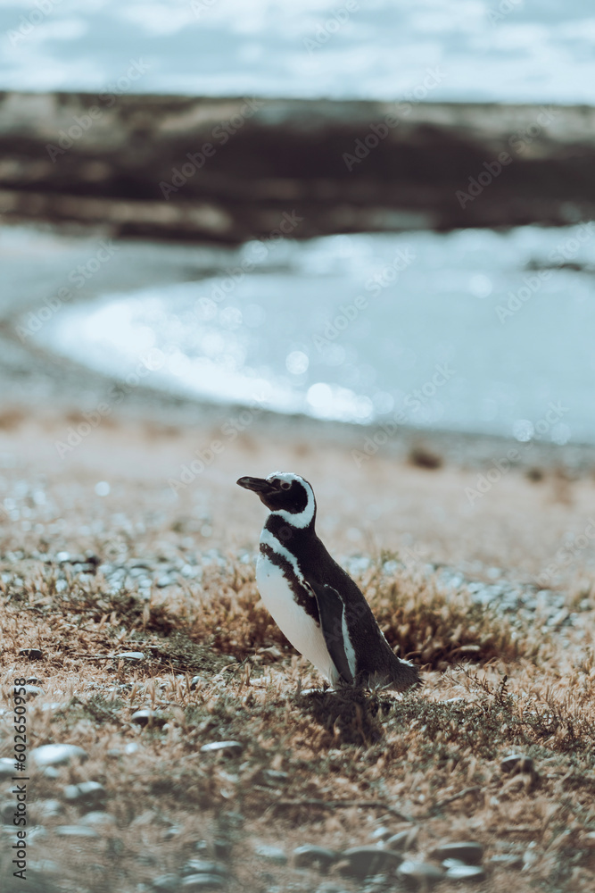 Naklejka premium penguin on the beach