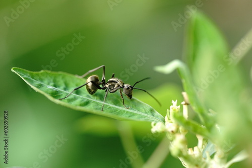 Polyrhachis dives are found in vegetable gardens.