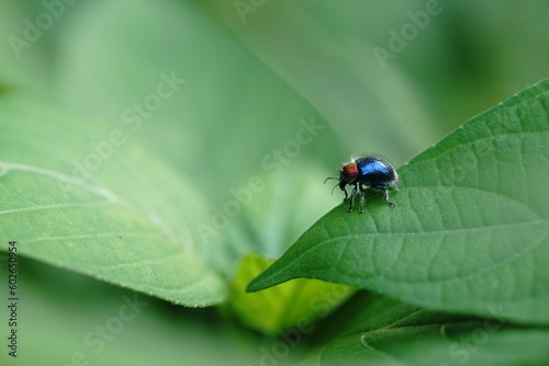 The Blue Milkweed Beetle or Chrysochus pulcher is found in vegetable gardens.