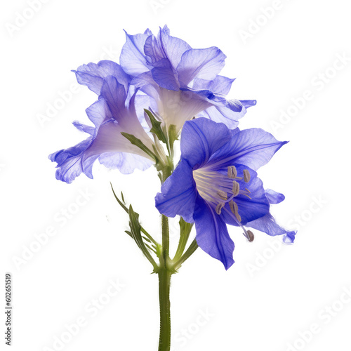 Photographie larkspur flowers isolated on white