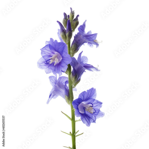 Foto larkspur flowers isolated on white