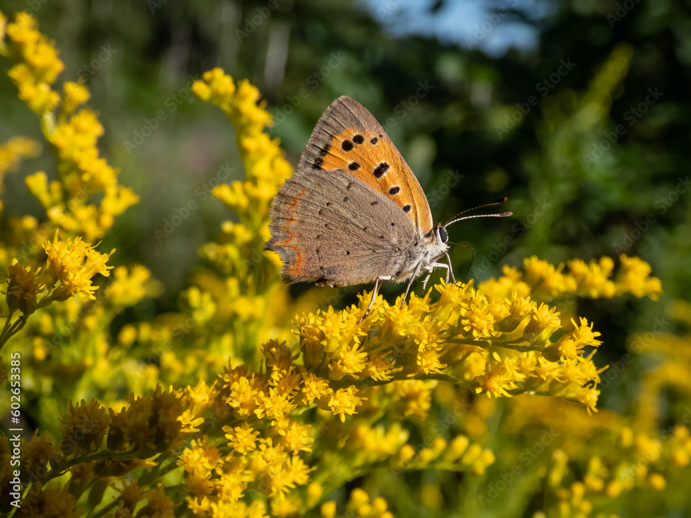Obraz premium The small or common copper (Lycaena phlaeas) with closed wings from the side on a yellow flower in summer