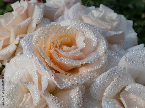 Beautiful rose 'Sweet honey' (Kormecaso) with large clusters of soft apricot blooms covered with round, perfect water droplets in flowering garden scenery