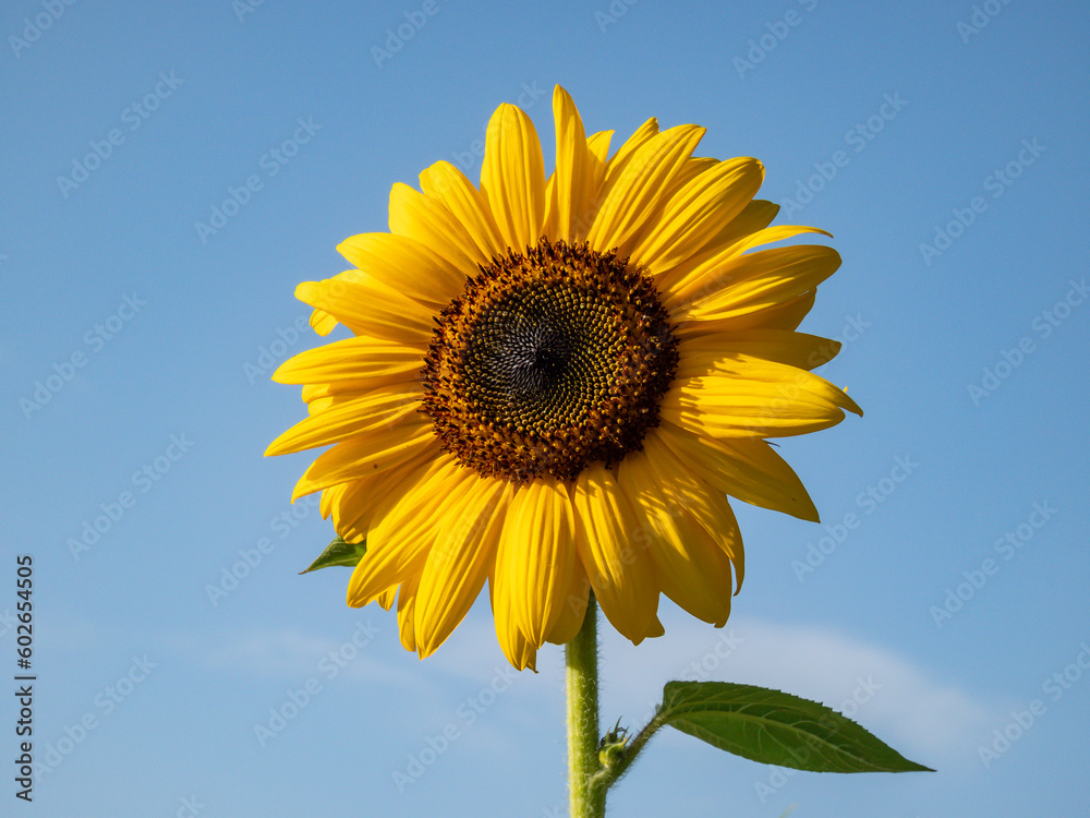 Close-up shot of big, yellow common sunflower (Helianthus) in bright sunlight facing the sun with blue sky in the background. Yellow and blue