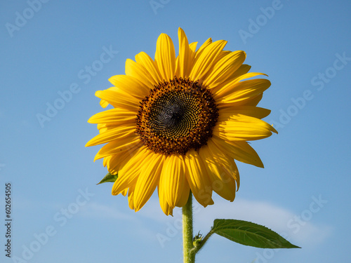 Close-up shot of big  yellow common sunflower  Helianthus  in bright sunlight facing the sun with blue sky in the background. Yellow and blue