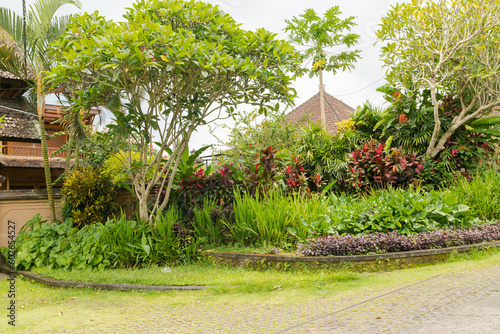 Fototapeta Naklejka Na Ścianę i Meble -  Tropical mixed flower bed. Background, sunny day at tropical park