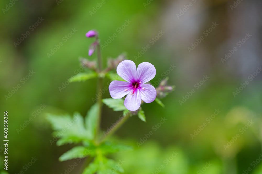 canary island geranium flowering in Madeira canary island geranium flowering in Madeira