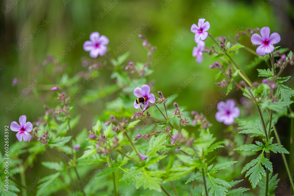 canary island geranium flowering in Madeira canary island geranium flowering in Madeira