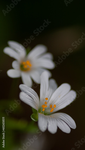 white daisy flower