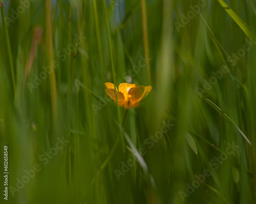 yellow flower on green grass