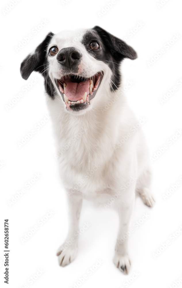 Smiling Emotional positive dog Border collie with pleasure looks at the camera. Chuckle. trick. emotional animal isolated on white background - obrazy, fototapety, plakaty 