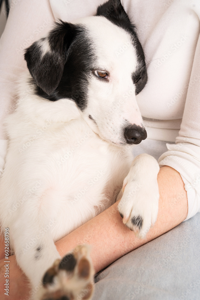 Obraz premium Portrait of relaxed dog face enjoying cuddling with owner woman hug hugging lying on her laps. White dog tender siesta time. reduces stress 