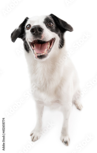 Smiling Emotional positive dog Border collie with pleasure looks at the camera. Chuckle. trick. emotional animal isolated on white background