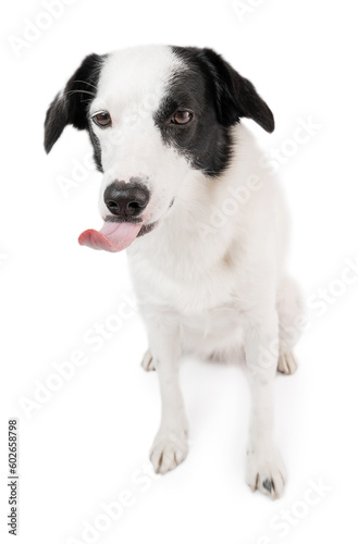 Funny licking dog sitting on white background. Silly pet face tongue out. Sad pet emotion isolated on white