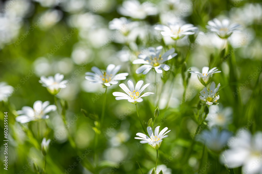 Chickweed flowers growing in a meadow in spring Chickweed flowers growing in a meadow in spring