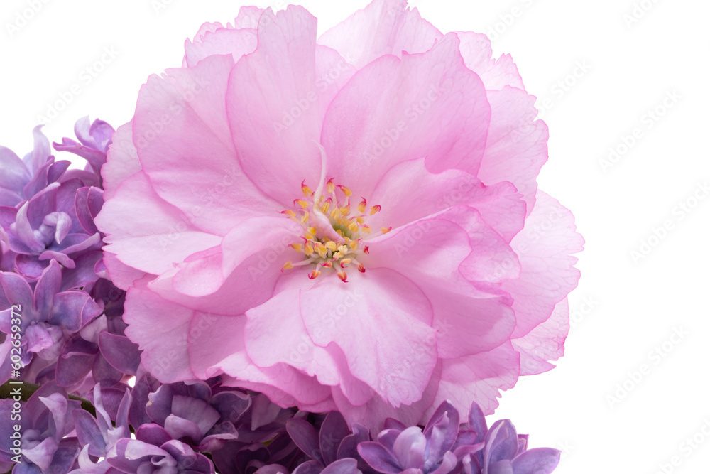 Obraz premium sakura flowers isolated