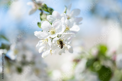 blooming apple tree on a sunny spring day