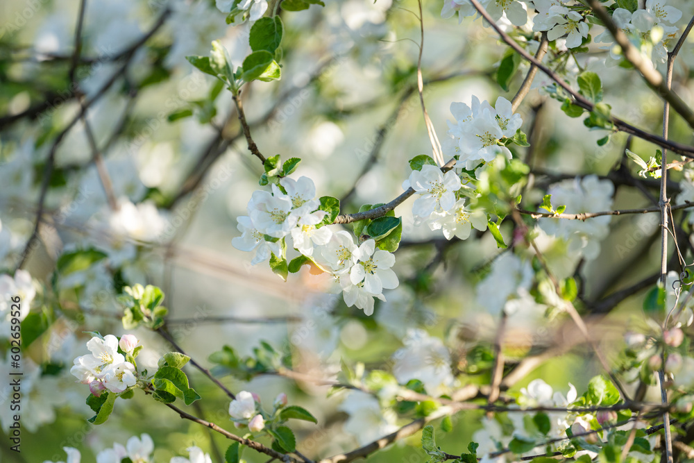 blooming apple tree on a sunny spring day blooming apple tree on a sunny spring day