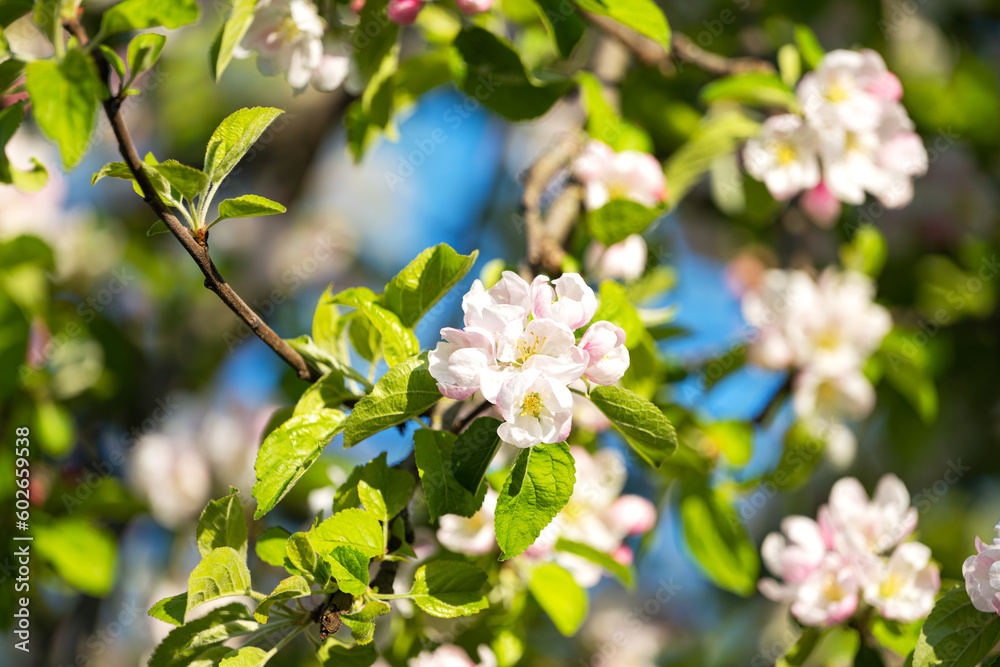 blooming apple tree on a sunny spring day blooming apple tree on a sunny spring day