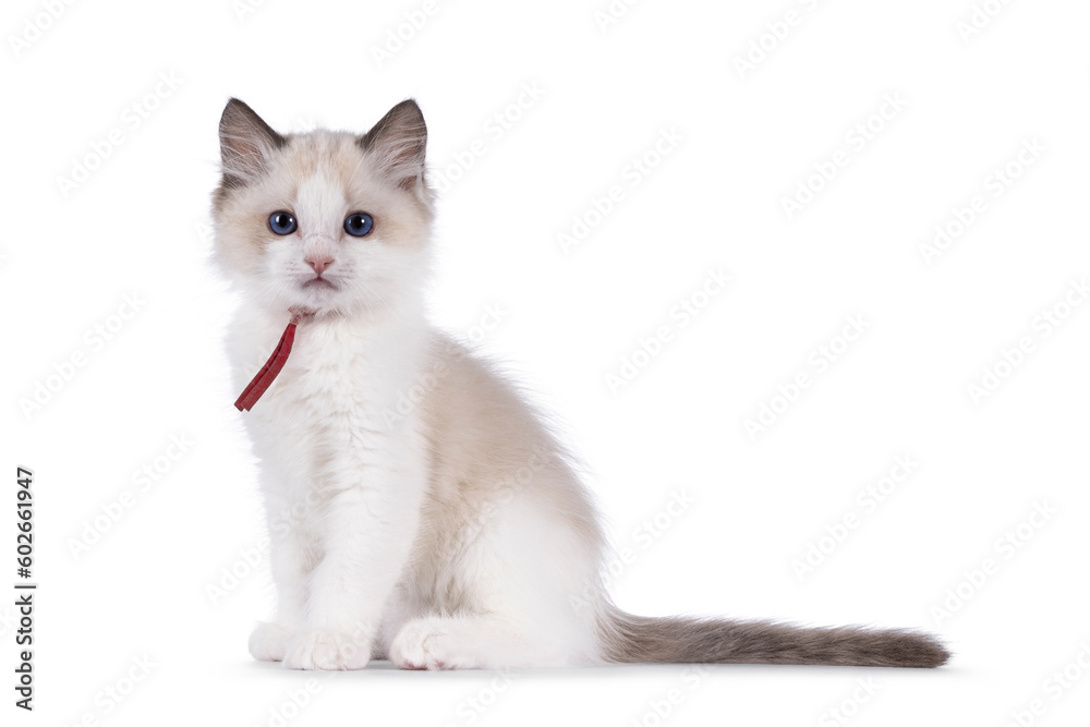 Cute bicolor Ragdoll cat kitten, sitting up side ways. Looking towards camera with blue eyes. Isolated on a white background.