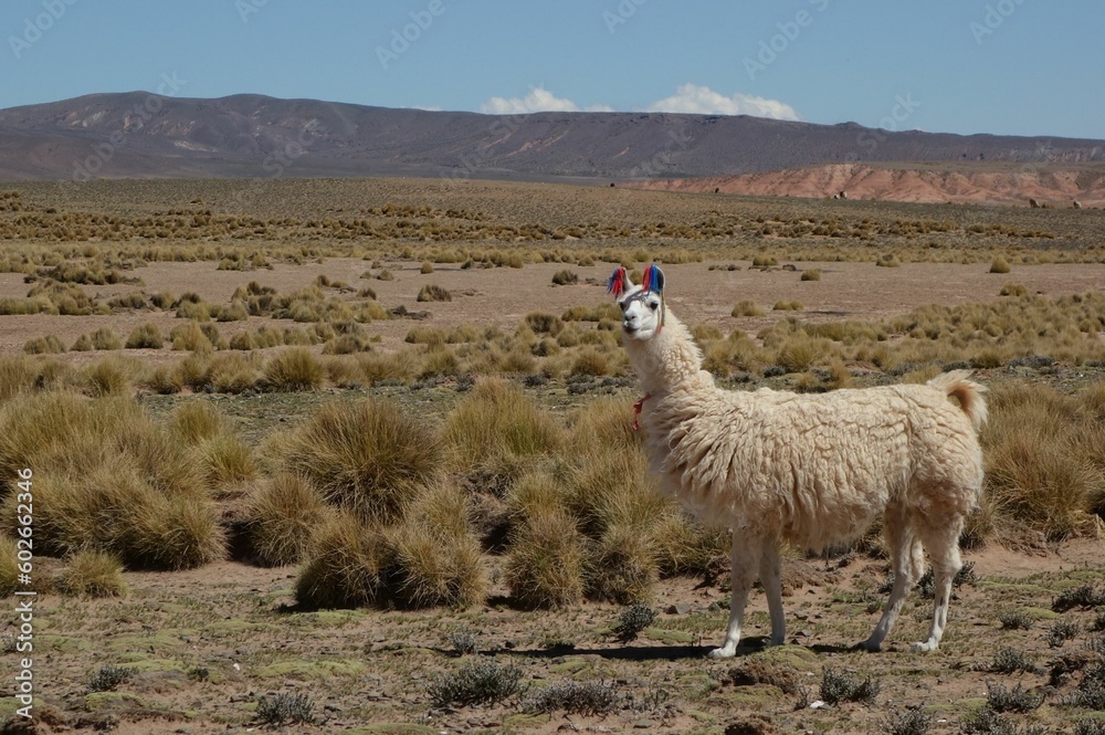 Fototapeta premium South Lipez