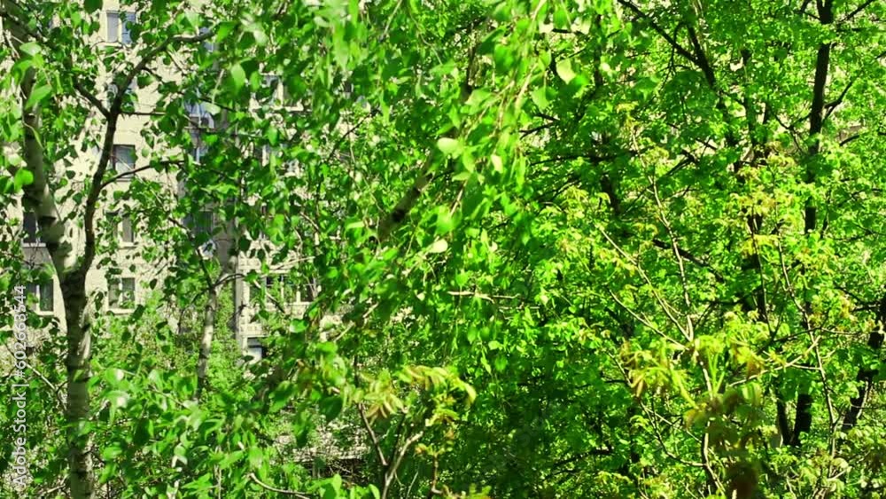 Birch branch, betula pendula. Summer birch leaves on a branch against the blue sky. Birch branch, betula pendula. Summer birch leaves on a branch against the blue sky.