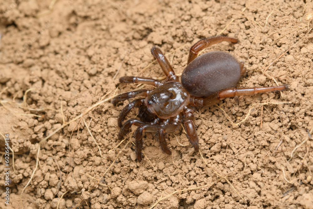 Trapdoor spider (Idopis nilgiri), Satara, Maharashtra, India Trapdoor spider (Idopis nilgiri), Satara, Maharashtra, India