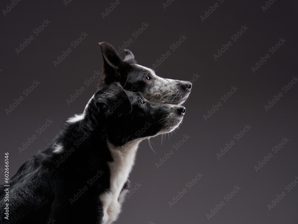two dogs together. Happy Border Collie on a dark background in studio. portrait in profile