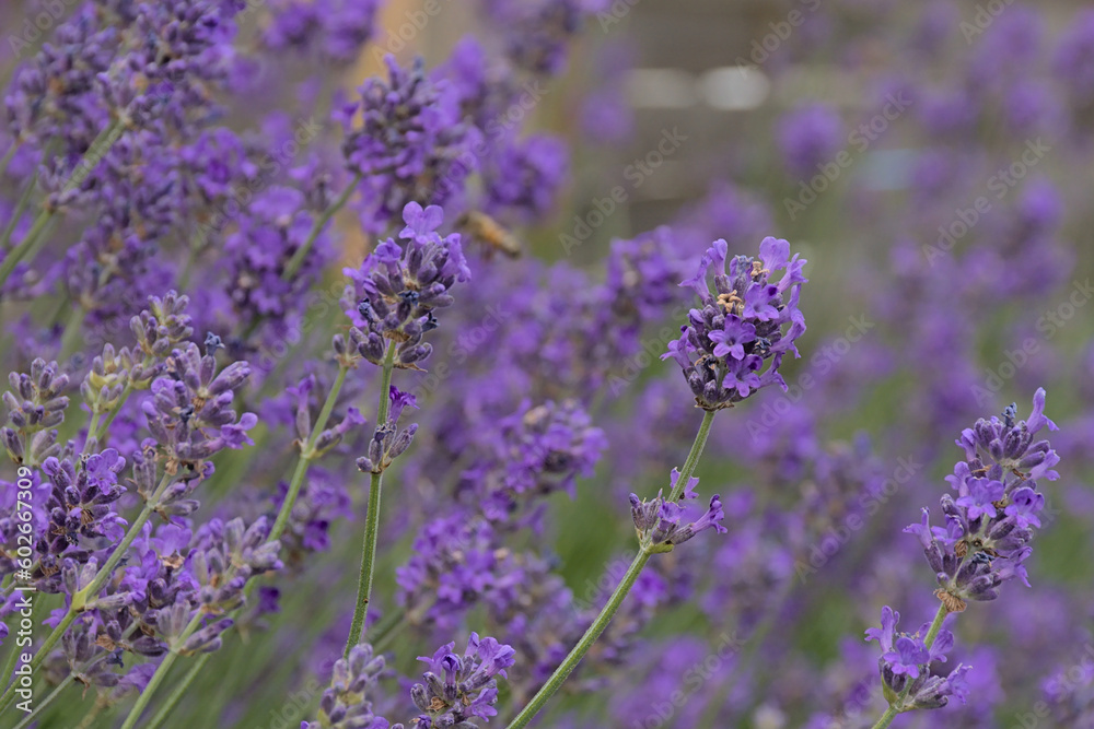 Fototapeta premium Bright purple lavender flowers in the garden, selective focus - Lavandula angustifolia 
