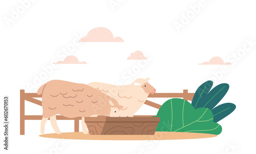 Sheep Eat In A Livestock Setting  Farm Animals Provided With Feed Such As Hay And Grain To Meet Their Nutritional Needs