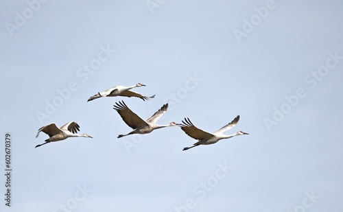 Four Flying Sandhill Cranes