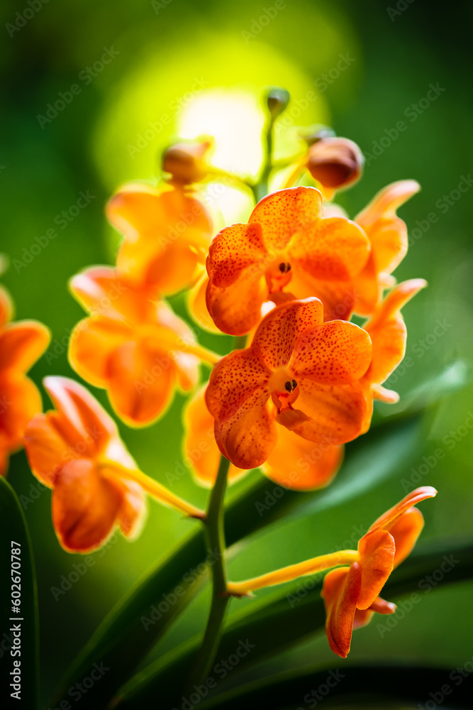 Spotted Tangerine Orchid Flowers Spotted Tangerine Orchid Flowers